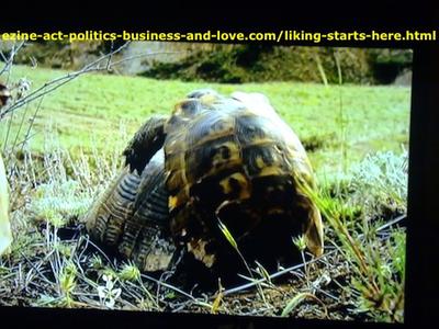 Pair of turtles mating, and breeding to keep the growth of the tortoise species.