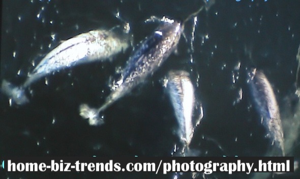 home-biz-trends.com/photography.html - Photography: 2 Species Remained of Arctic Narwhal.
