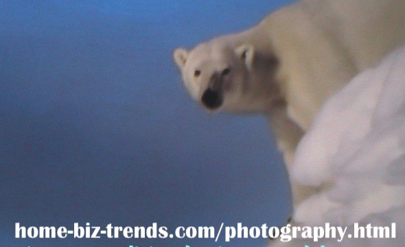 home-biz-trends.com/photography.html - Photography: Ice Bear, Polar Bear at the Top of the Ice.