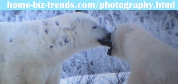 home-biz-trends.com/photography.html - Photography: Pair of Polar Bears Kissing. WOW! See also home-biz-trends.com/how-do-elephants-kiss.html.