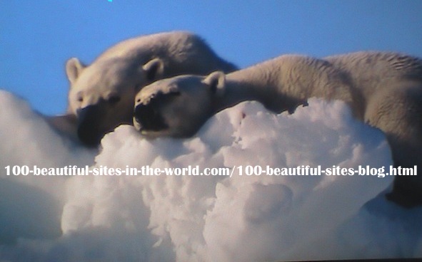 home-biz-trends.com/photography.html - Photography: A pair of Polar Bears, Ice Bears Relaxing on the Polar Ice. That was before the melting of the ice, caused by climate change,