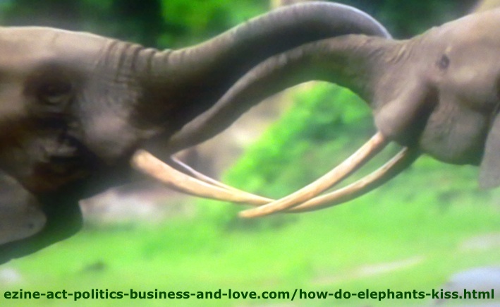 How Do Elephants Kiss? Here is How They Prepare the Kissing Project!