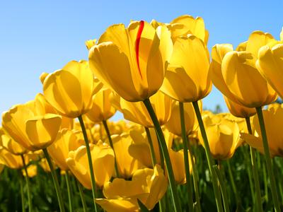Flowers of Love, Uploaded by Pall.