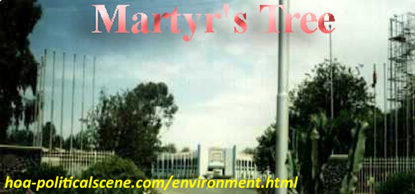 home-biz-trends.com/about-me.html - About Me: The Expo Martyr's Tree in Asmara & in many places was the first phase in the environmental project I planned. We planted over 5,000,000 martyr's trees.