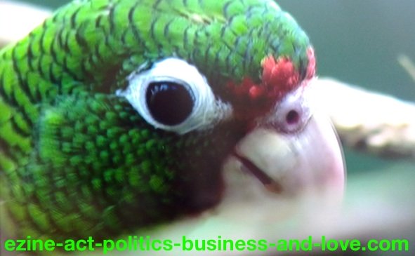 Ezine Acts Galleries: Green Parrot's Beautiful Eye.