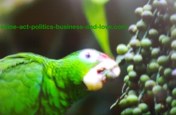 Ezine Acts Galleries: Green Parrot Feeding on Grape.