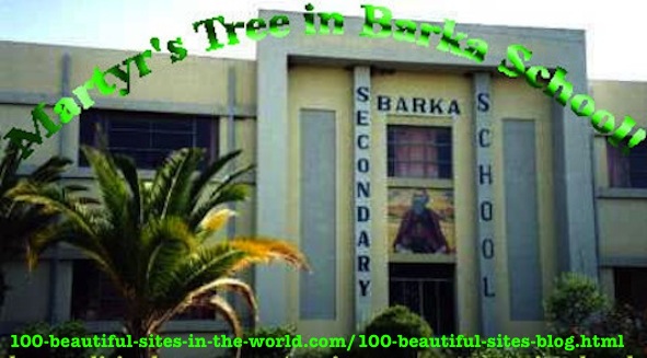 How to Be Optimistic All the Time: Martyr's Tree, Barka School, Asmara, Eritrea.