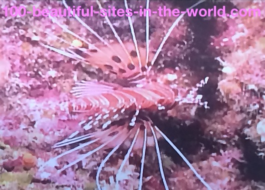 Ezine Acts Link Exchange: Beautiful Underwater World.