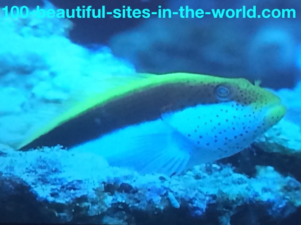 Ezine Acts Link Exchange: Colored Fish Species.