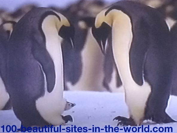 Ezine Acts Photo Gallery: Couple of Penguin Exchanging Protection of their New Born Penguin.
