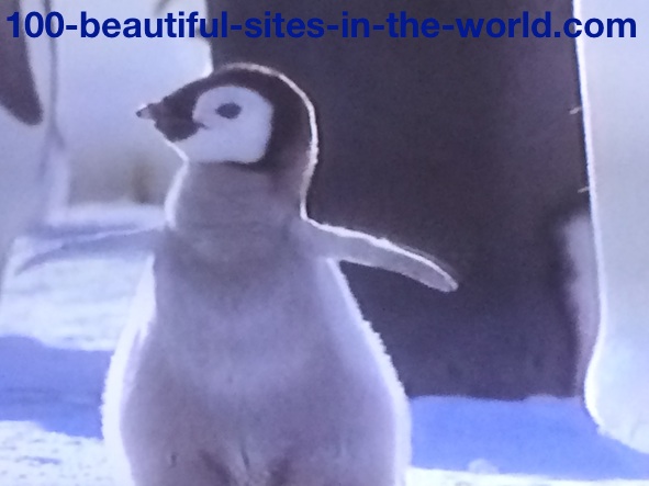 Ezine Acts Photo Gallery: Beautiful Happy Young Penguin After Birth.