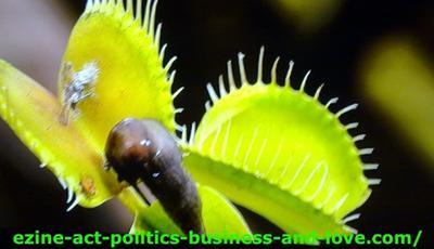 Ezine Acts Pictures: Insect species feeding on Insect species feeding on green plants. Pictures for forestry sites.