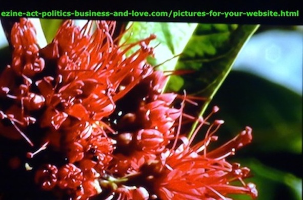 Ezine Acts Pictures: Beautiful red flowers. Pictures for gardening, agricultural sites.