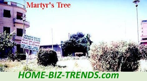 Home Biz Trends Home Page: Meditation at the HOME-BIZ-TRENDS.com: The martyr's tree planted by the Eritrean President through one of the phases of the environmental project I planned.