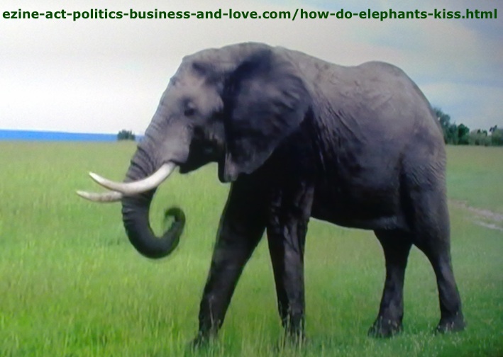 How Do Elephants Kiss? An Elephants in the Kenyan Safari! The Elephant Walks alone in The National Park in Kenya.