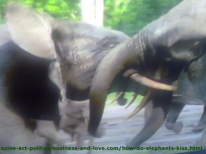How Do Elephants Kiss? Here is How Elephants Kiss!