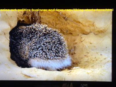 A hedgehog digging its hole in the sand to protect itself from the sand storm.