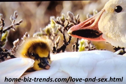 home-biz-trends.com - Love and sex: A duck protecting and taking care of new hatched ducks (ducklings) from eagles inside her feathers.