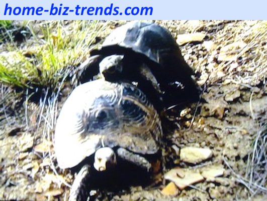 home-biz-trends.com - Love and sex: Tortoise couples mating. Tortoise sex is not fast like the rabbit sex. How do turtles mate with this heavy turtleback?