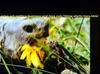 Turtles like flowers, here is one of them feeding itself on some flowers in a flowers field.