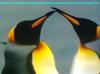 Penguins Love. I Think Mammals Species and Plant Species Feel and Love Each Other. What Do You Think?